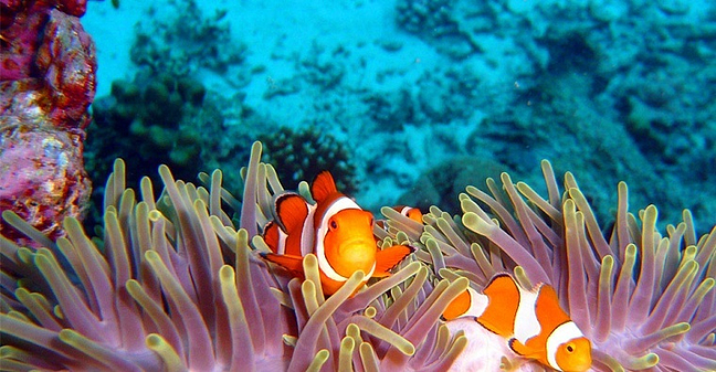 【春节期间】皇帝岛+珊瑚岛快艇1日游成人(含浮潜咬嘴,拼车接送,午餐,深潜)