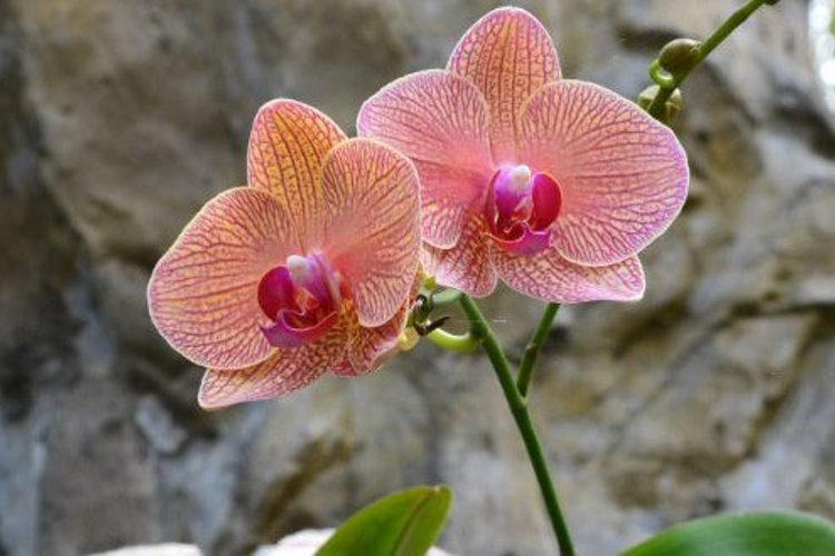 亚龙湾热带天堂森林公园旅游