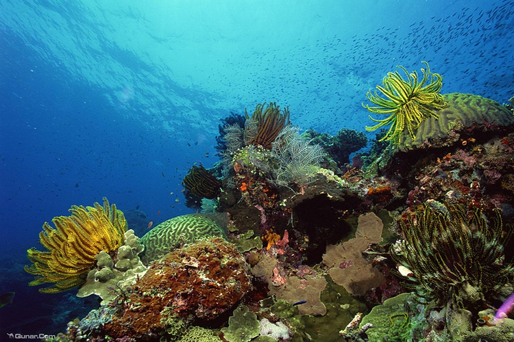 三亚国家级珊瑚礁自然保护区旅游