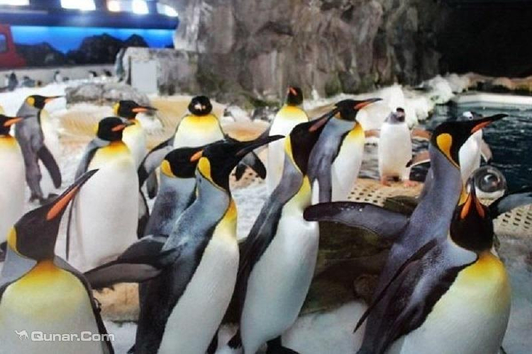 凯利达顿南极水族馆旅游
