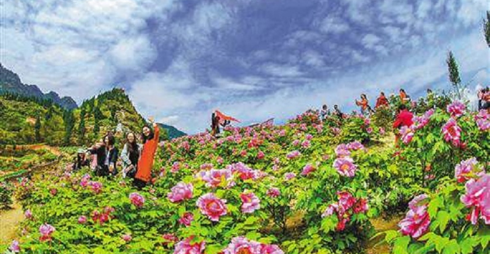 垫江太平牡丹园成人票