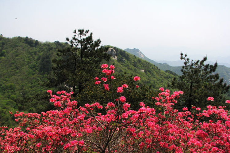 麻城杏花村旅游