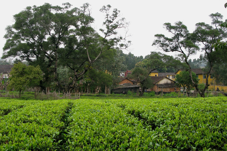 茶趣园旅游