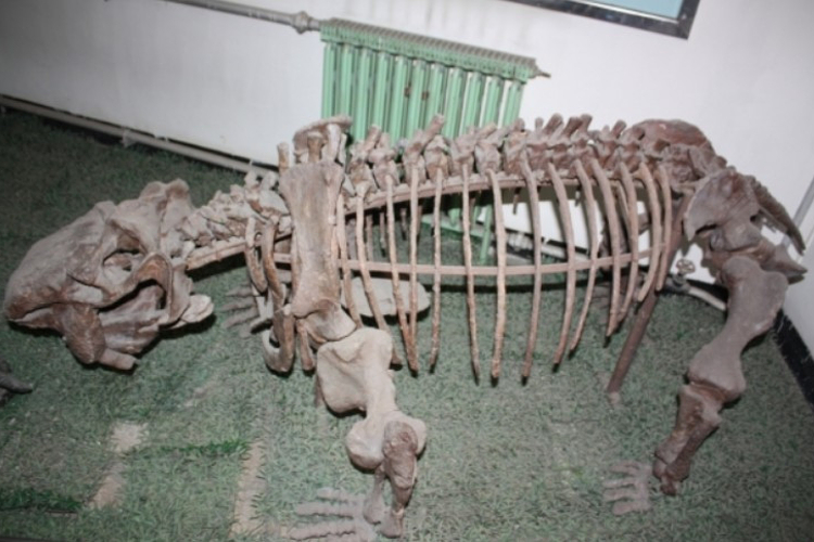 古爬行动物展区旅游