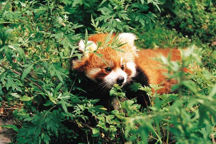 小熊猫生态馆旅游
