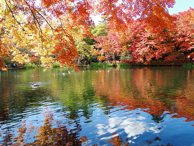 福瑞 深秋红叶京都嵯峨 岚山天龙寺 龙安寺 大觉寺 仁和寺