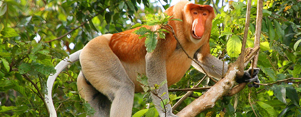 马来西亚沙巴红树林长鼻猴萤火虫一日游(成人价)