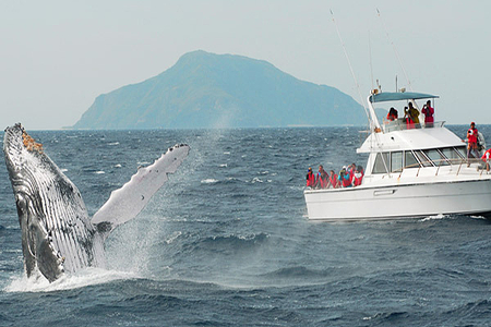 冲绳出海赏鲸半日游 上午 下午出发