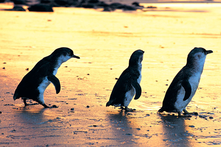 【世界唯一观赏地】墨尔本菲利普岛自然公园企鹅归巢观