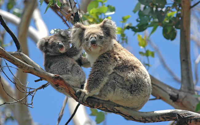 悉尼野生动物园(wildlife sydney zoo)门票