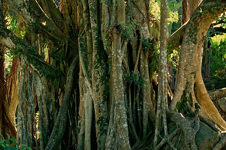 垦丁日间生态体验--一树成林白榕树景观,蝴蝶峡谷与赏蝶步道,高耸的