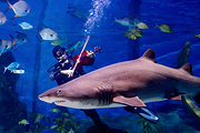 墨尔本水族馆儿童票