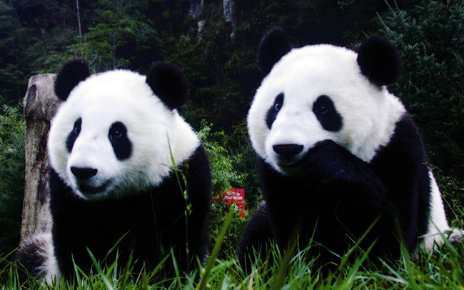 成都三星堆 熊猫基地一日游 含午餐 天天发团 纯玩无购物 国宝基地 古