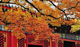 北京慕田峪长城+香山包车1日游 纯玩包车.京城赏秋.上门接送