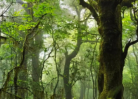 昆明哀牢山自然保护区+金山原始森林+石门峡风景区二日游【2-8人纯玩小团打卡茶马古道-南恩瀑布-观云海日出 】
