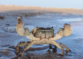 沙坡尾一日游【帆船出海冲浪-梦幻海岸赶海踏浪-闽南风味海鲜午餐（岛内酒店接送）】