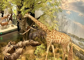 国家自然博物馆一日游【2.5H研学活动-神奇动物演变史·可选小树老师专场套餐·可选包团出游】