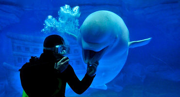 大连海滨旅顺口+老虎滩海洋公园二日游