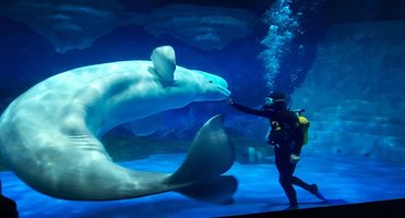 大连4日游·老虎滩海洋公园+金石滩度假区+旅顺港四日游【赶海抓蟹+渔船出海喂海鸥+军旅体验+进军港】