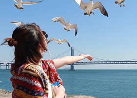 大连棒棰岛+老虎滩海洋公园三日游【专车接机/站|与小海豚大白鲸互动乘坐帆船近距离喂海鸥】