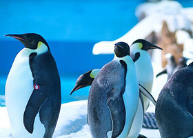 大连棒棰岛+日俄监狱旧址博物馆+老虎滩海洋公园三日游【老虎滩/圣亚/森林动物园任选其一|时间自由充足】