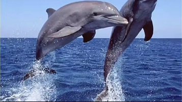 【出海偶遇海豚】可选游艇 帆船出海 市区接送套餐/11人小团/海上观光