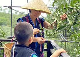 西双版纳南糯山一日游【采摘春茶，闲逛茶园，亲手制茶，享用哈尼午餐特色烤肉】