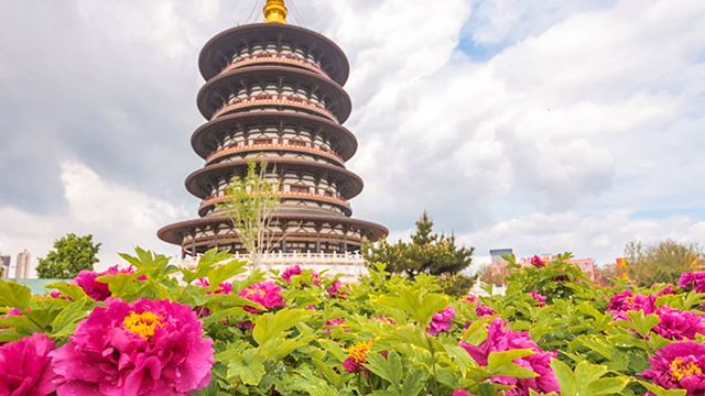 云台山 老君山风景区 龙门石窟 少林寺景区 清明上河园五日游【16人