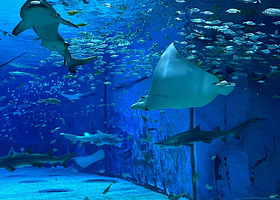 曲江海洋极地公园+永兴坊+西安千古情+大唐不夜城一日游【闯入blue海洋世界,布噜~亲自出行/畅玩】