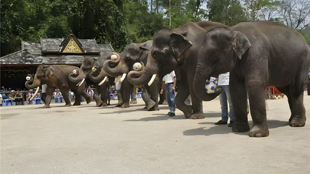 西双版纳野象谷 西双版纳原始森林公园一日游【往返车