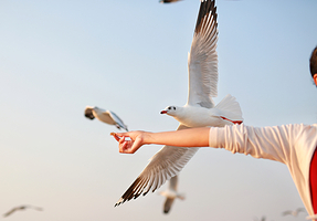 海驴岛+成山头风景名胜区+搁浅货轮布鲁维斯号一日游【哇，太棒啦！丨超级联线，赠送简餐，赠送旅游保险！】