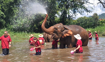清迈RanTong大象保护中心（兰东大象保护中心）一日游【帮大象洗澡+泥巴浴+喂食大象+接送+英文向导】