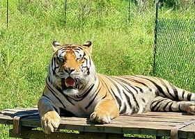 哈尔滨冰雪大世界+东北虎林园一日游【小包团*可私人订制】