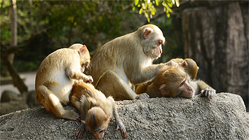 三亚海南槟榔谷黎苗文化旅游区+猴岛公园一日游【含双景区门票.猴岛跨海索道】