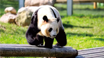 秦岭野生动物园+《驼铃传奇》秀一日游【假日出行好去处/丝路驼铃看演出/西安市三环内可接】