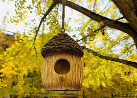 韶关帽子峰旅游景区二日游【旅拍南雄银杏之乡，网红打卡时光隧道，南华寺祈福，入住汤溪温泉酒店】