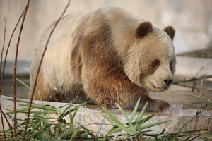 秦岭四宝科学公园+《驼铃传奇》秀一日游【上午逛四宝萌宠悠哉悠哉，下午观丝路驼铃声声入耳/小车出行，2位起订】