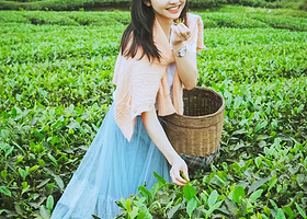 西双版纳南糯山一日游【采茶制茶体验丨特色午餐丨茶艺品鉴】