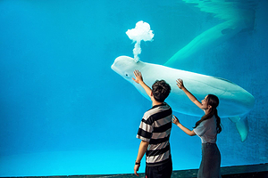 【酒店套餐】（可选人群）成都极地海洋公园单次票+创客酒店（成都世纪城新会展环球中心海洋乐园店）1晚