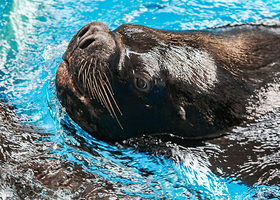 【酒店套餐】武汉极地汤泉酒店1晚+双人武汉极地海洋公园无限次入园+摩天轮1次+极乐汤16小时+早餐
