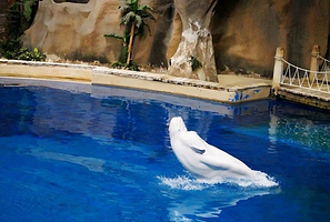 【酒店套餐】北京海洋馆/动物园套票（可选人群）+北京凯际酒店（马甸桥健德门地铁站店）1晚