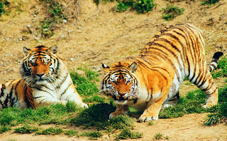 【酒店套餐】（可选人群）杭州野生动物世界单次票+杭州富阳野生动物园开元名庭酒店1晚