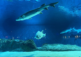 【酒店套餐】北京海洋馆/动物园套票（可选人群）+艺龙酒店（北京中关村南大街国家图书馆地铁站店）1晚