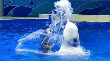 【酒店套餐】单园双园可选丨石家庄动物园+海洋世界单次入园（可选人群）+维也纳3好酒店（石家庄动物园店）