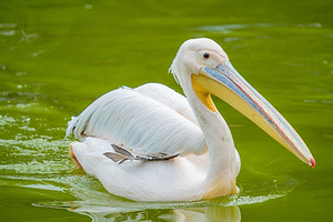 【酒店套餐】成都动物园单次票（可选人群）+宿铂漫酒店（成都动物园地铁站店）1晚
