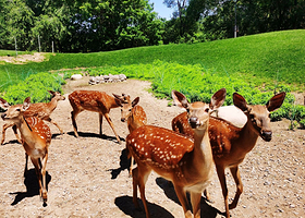 【酒店套餐】北京野生动物园单次票（可选人群）+麗枫酒店（北京大兴国际机场店）1晚