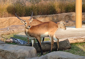【酒店套餐】武汉动物园单次票（可选人群）+维也纳酒店（武汉王家湾七里庙地铁站店）1晚