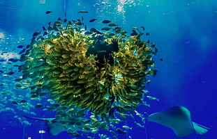 【酒店套餐】南宁极地海洋世界单次入园（可选人群）+维也纳国际酒店（南宁华南城店）1晚