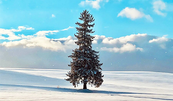 札幌旭山动物园+美瑛圣诞树+青池+白须瀑布D一日游【自营商品】