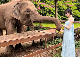 野象谷+西双版纳原始森林公园一日游【拒绝低价购物旅游套路|高品质纯玩|性价比推荐】